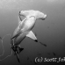 shark_hammerhead_scalloped_dar_h_0172_ecu0951_bw.jpg